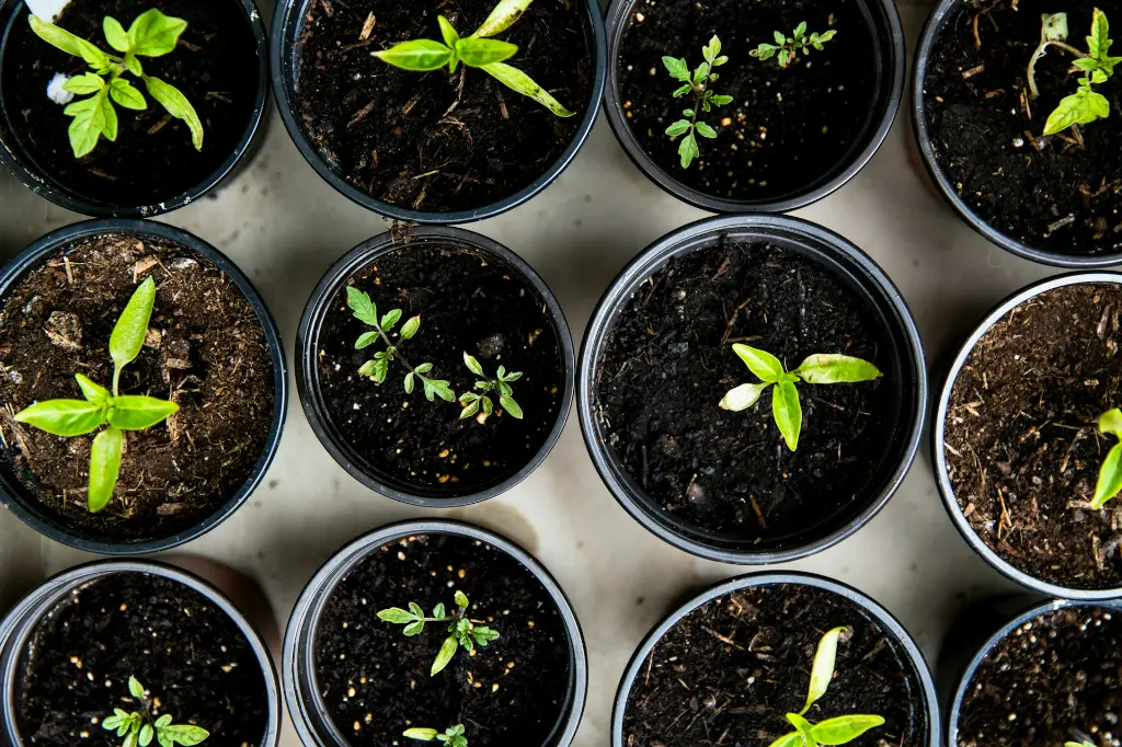 unsplash_4PG6wLlVag4_gardening.webp