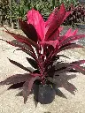 61WPpuKlOFL._AC_UF1000,1000_QL80_.webp