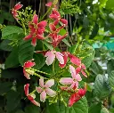 Rangoon_Creeper_-_Madhumalti (1).webp