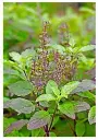 images (2).webp