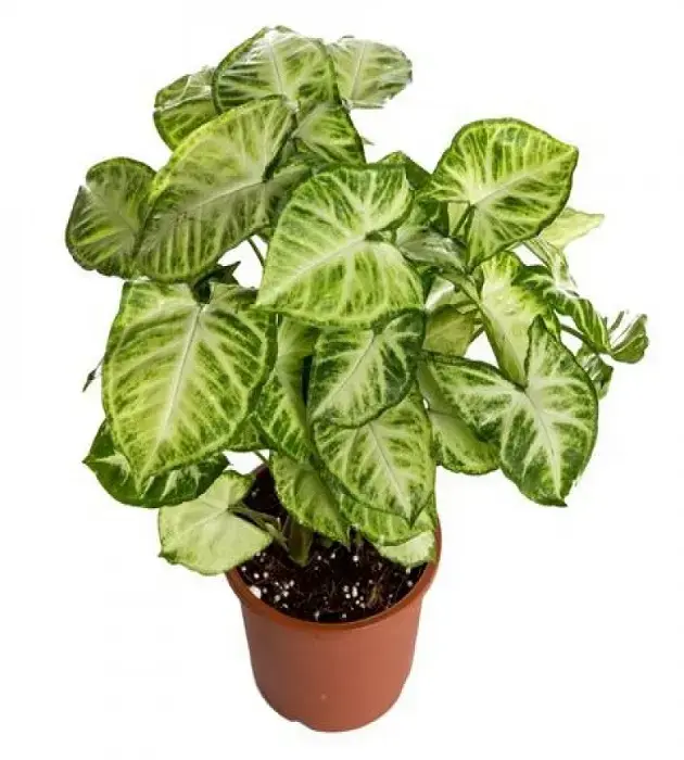 1597160748-syngonium-variegated.webp