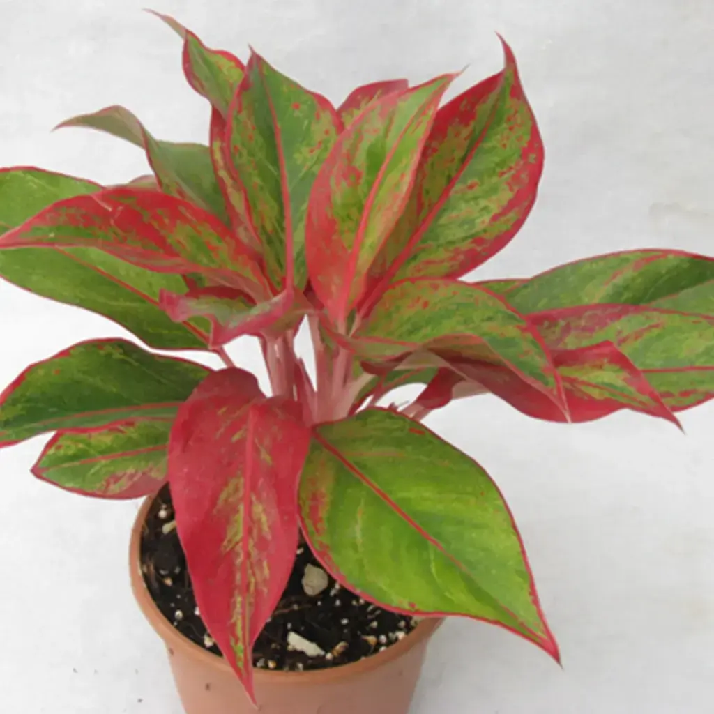 Aglaonema-Lipstick-1.webp