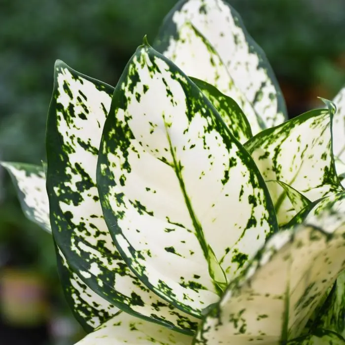 aglaonema-variegated-pearls-closeup3.webp