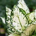 aglaonema-variegated-pearls-closeup3.webp