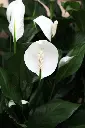 peace-lilies.webp
