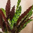 3CalatheaInsignisWeb.webp