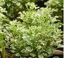 no-perennial-yes-rare-aralia-snow-white-plant-01-roy-s-fashoin-original-imagarx7e8e5yvpz.webp