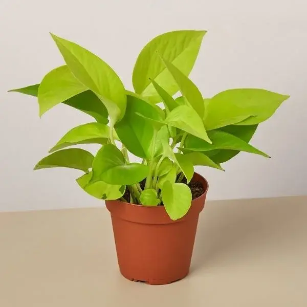 Untitled-design-5-3.webp