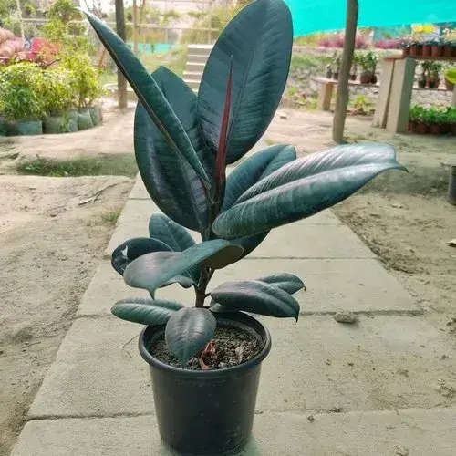 2-5feet-green-rubber-plant-500x500.webp