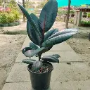 2-5feet-green-rubber-plant-500x500.webp