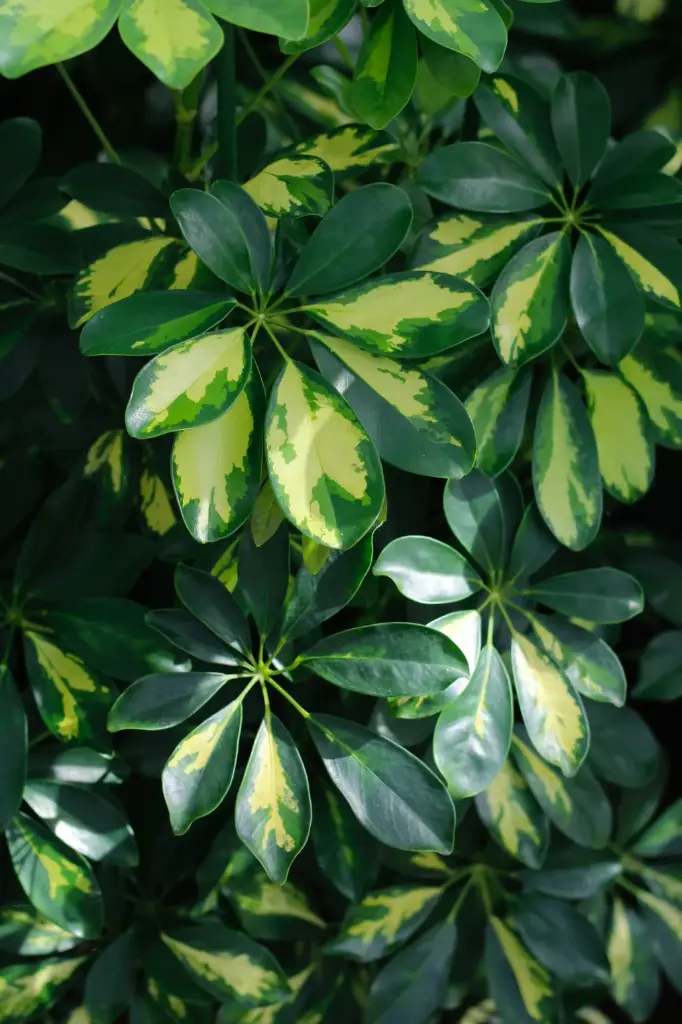 katrien-van-crombrugghe-O-vEVxyBw-unsplash-62bd6ed.webp