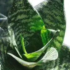 images (7).webp