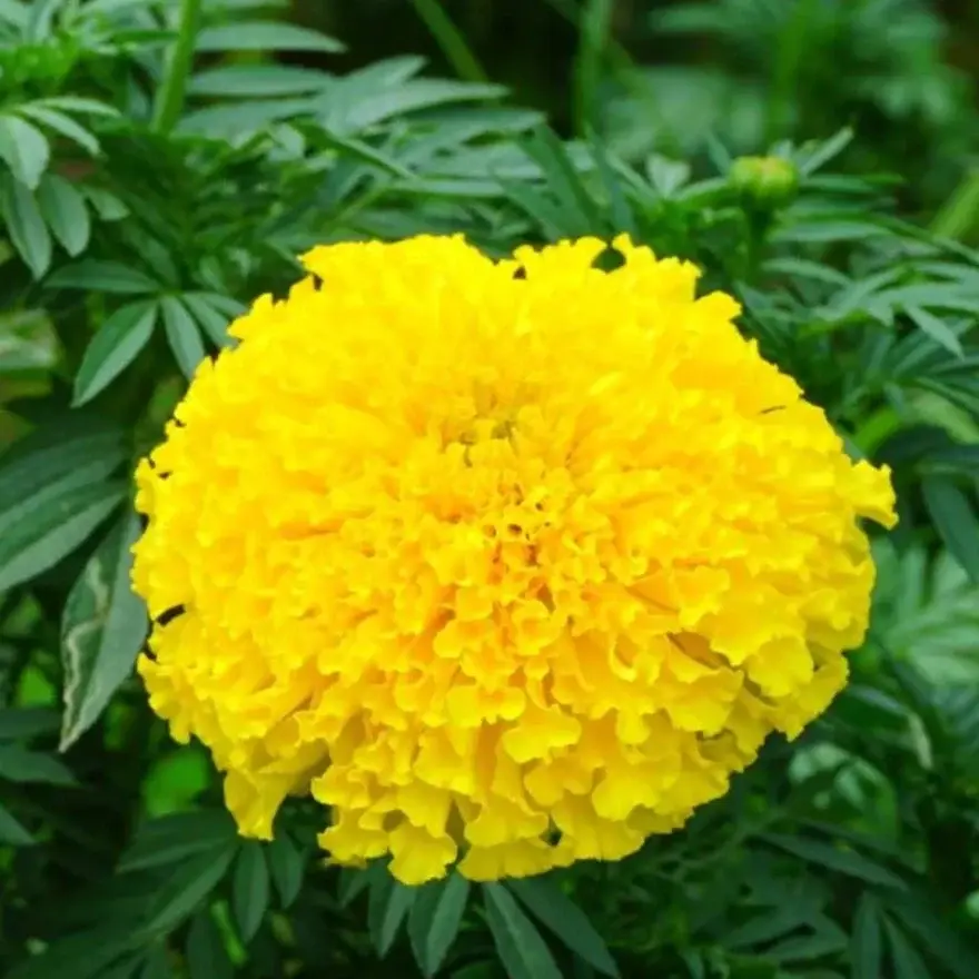 Marigold-yellow-seed2plant.webp
