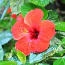 hibiscus_7y0GBN.webp