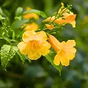 Tecoma_Gaudichaudi (1).webp