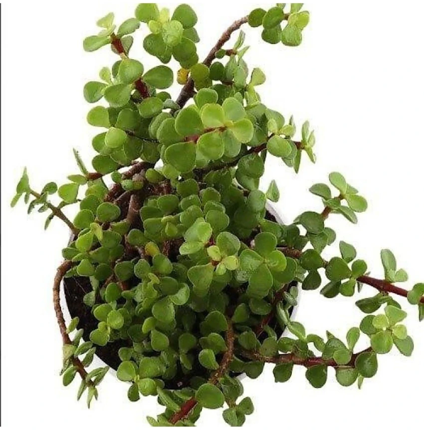 Jade Plant.webp