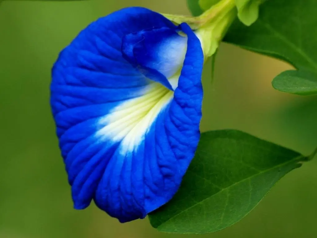blue-aparajita-flower-plant.webp