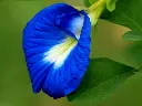 blue-aparajita-flower-plant.webp
