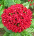 Pentas-Red-Pentas-lanceolata.webp