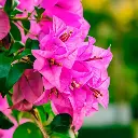 pg-bougainvillea-glabra-pink-800x800-1.webp