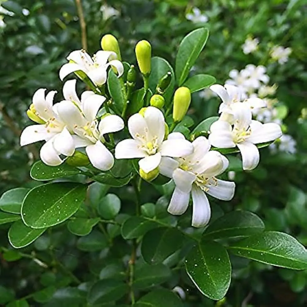 51r6PMByWyL._AC_UF1000,1000_QL80_.webp