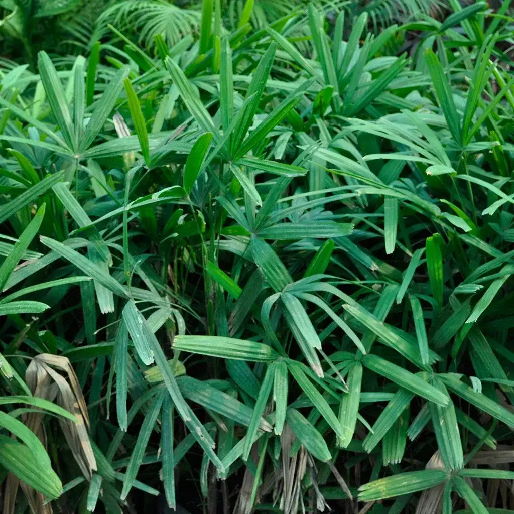 rhapis_palm_closeip_6a8cf1fe-601e-4cf5-bf64-d38e80f9d220.webp
