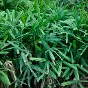 rhapis_palm_closeip_6a8cf1fe-601e-4cf5-bf64-d38e80f9d220.webp