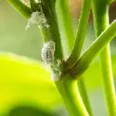 Garden_King_Mealy_Bug_Remover_Spray_Sansar_Green-5.webp