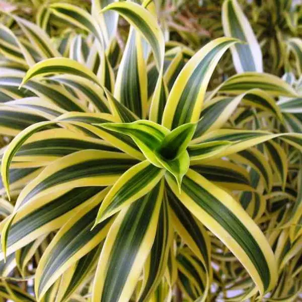 Dracaena_reflexa-Song_of_India.webp