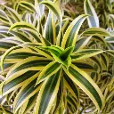 Dracaena_reflexa-Song_of_India.webp