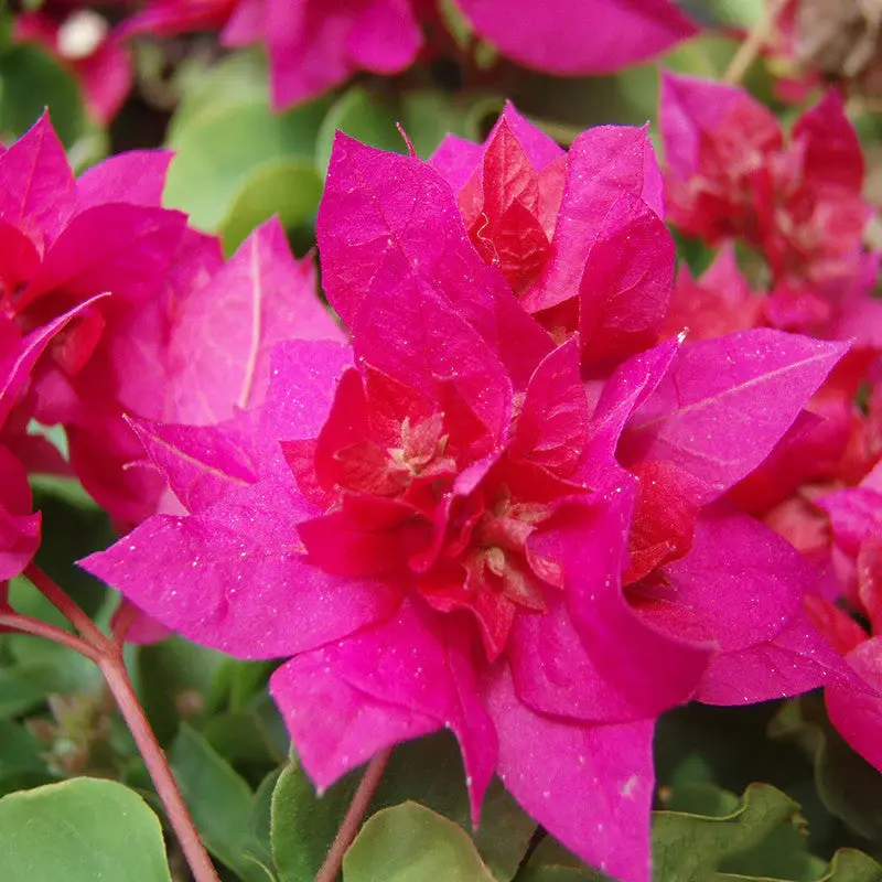 bougainvillea-45.webp