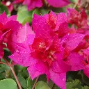 bougainvillea-45.webp