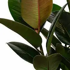 images (8).webp