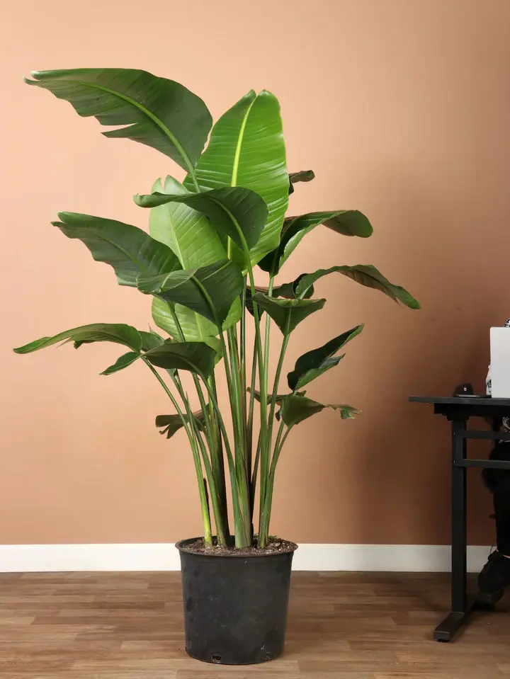 detailSSP_2326_2_720x.webp