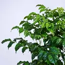 61qh5xbARfL._AC_UF1000,1000_QL80_.webp