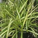 Chlorophytum-Spider-Plant-Dark-Green-Plant-3.webp