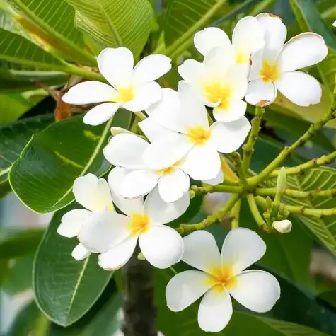 white-frangipani-flower-plumeria-alba-with-green-leaves_293060-18676.webp