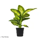 4n18q_512.webp