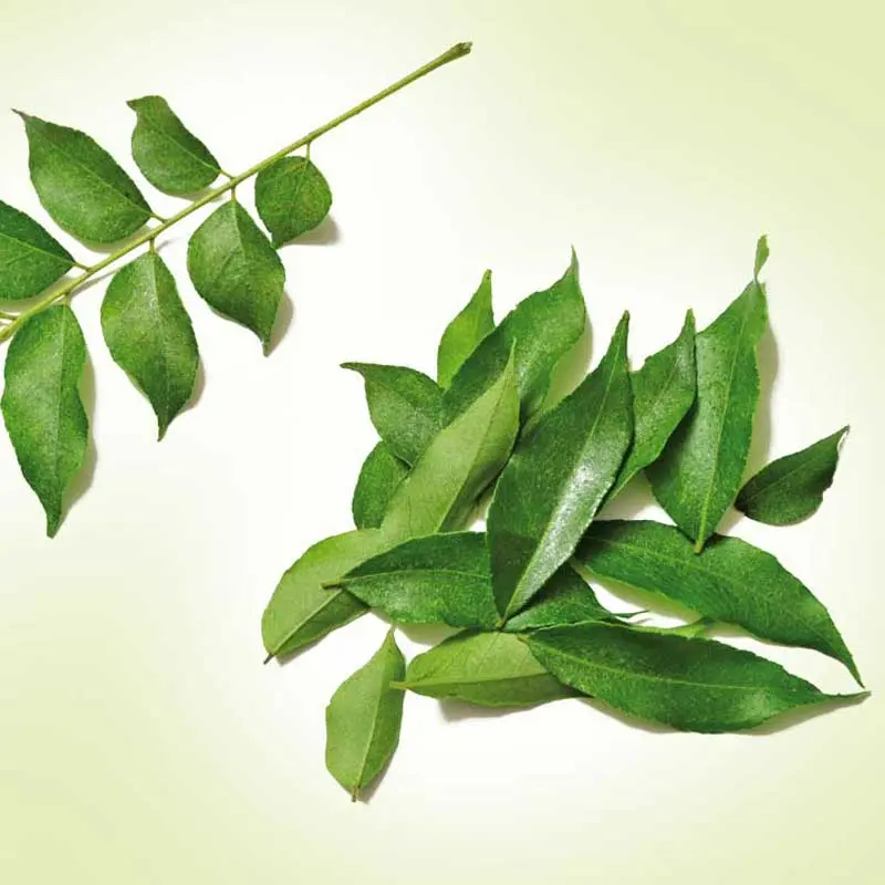 Curry-Leaves-2.webp