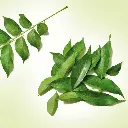 Curry-Leaves-2.webp