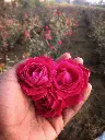 2d787536fd8a0bda8b5bb26d6eadf49a.webp