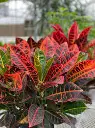 images (13).webp