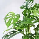 61keIAibb8L._AC_UF1000,1000_QL80_.webp