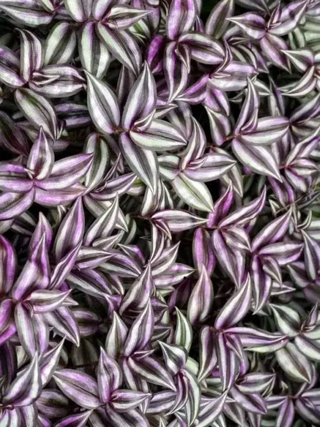 2000_645e781b0b0b1.webp