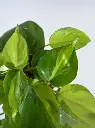 8bfc37d2-6ed9-4d5a-a489-d6a9908ca3571708948232722-UGAOO-Indoor-Philodendron-Brasil-Oxycardium-Variegated-With--6.webp