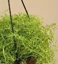 shopping (4).webp