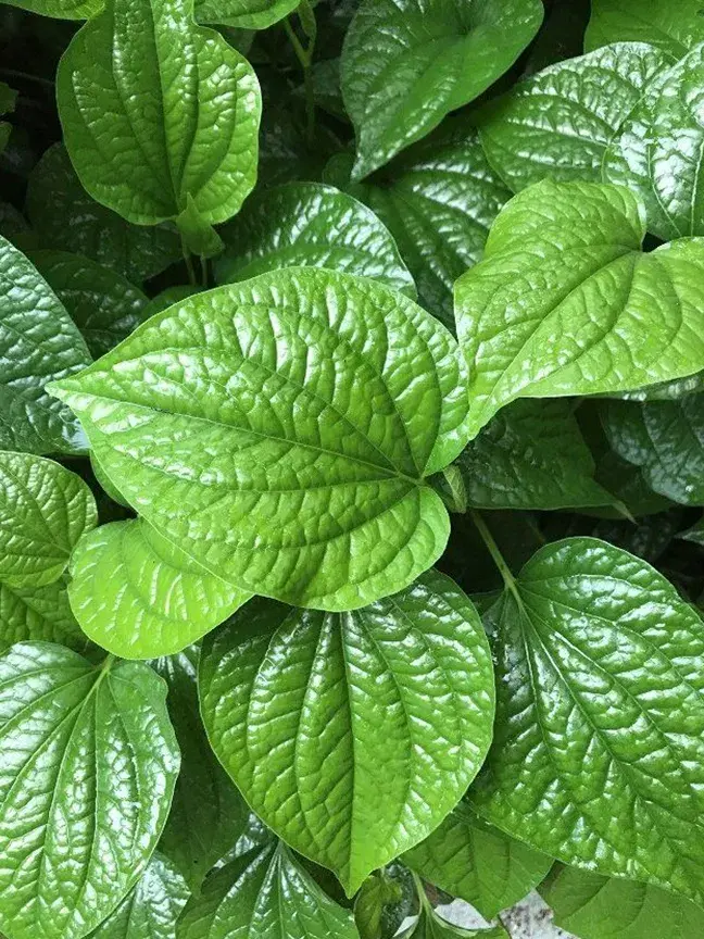 2000_645e7b00af6a8 (1).webp