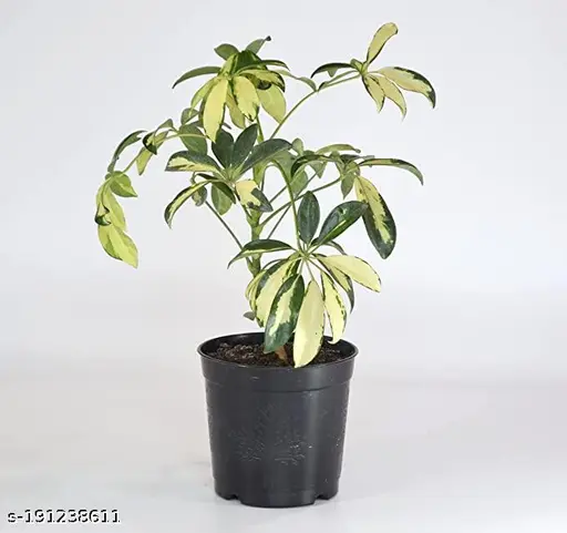 Dwarf Umbrella Tree, Schefflera Variegated – Plant