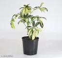 Dwarf Umbrella Tree, Schefflera Variegated – Plant