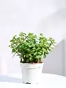 Jade Plant